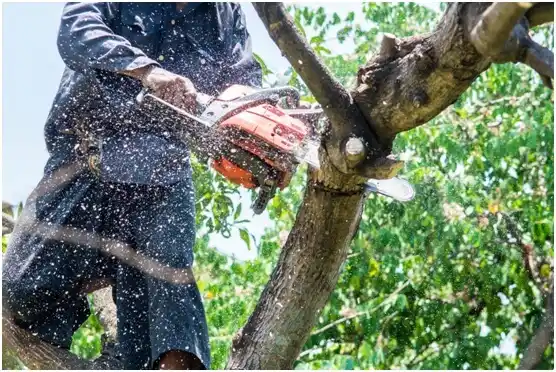 tree services Francis Creek
